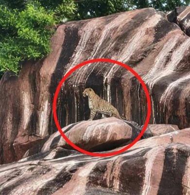 మాల్తుమ్మెద చెన్నకేశ్వర ఆలయం గుట్టపై చిరుత పులి సంచారం క‌ల‌క‌లం.