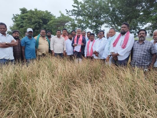 నీళ్లు..కరెంటు లేక రైతులు ఆగం  - ఎండిన పొలంను పరిశీలించిన మాజీ ఎమ్మెల్యే