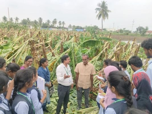 రైతులకు నష్ట నివారణకు సూచనలు
