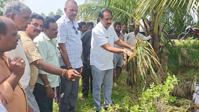 పంట నష్టం పరిశీలించిన ఎమ్మెల్యే బండారు