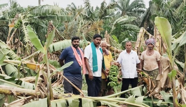 నష్టపోయిన అరటి రైతులకు నష్టపరిహారం చెల్లించాలి.తుఫాను వల్ల పడిపోయిన అరటి తోటలను ఆంధ్రప్రదేశ్ రైతు సంఘం నాయకులు పరిశీలన.