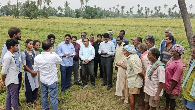 రైతులు త్వరగా వరి కోతలు చేపట్టాలి