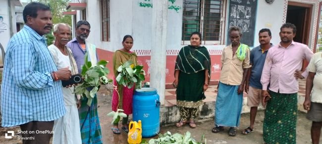 పొటాష్ లోప నివారణకు జిల్లేడు ద్రావణం తయారీ