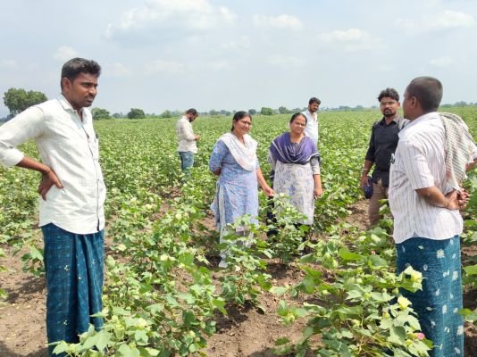 పత్తి పంటను పరిశీలించిన శాస్త్రవేత్తల బృందం :