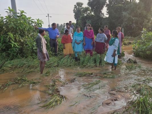 ఆర్నబ్ తుఫాన్ తో 56 హెక్టార్లలో వరి, 4 హెక్టార్లలో పత్తి నష్టం: ఏవో