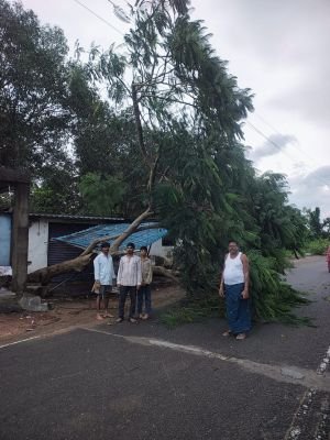 తుఫాన్‌కు కూలిన చెట్టు తొలగింపు