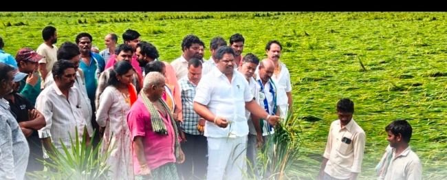 నష్టపోయిన పంట పొలం పరిశీలించిన మాజీ ఎమ్మెల్యే జగ్గిరెడ్డి
