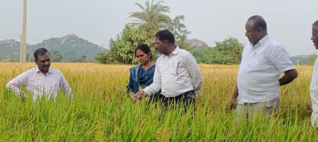 పంట పొలాలను పరిశీలించిన జిల్లా వ్యవసాయ అధికారి దేవ్ కుమార్