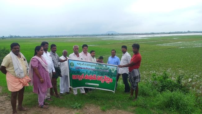 ముంపు ప్రాంతాలను సందర్శించిన వ్యవసాయ శాస్త్రవేత్తల బృందం..