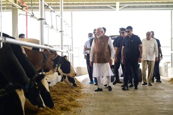 గుజరాత్‌లో బోవైన్ బ్రీడింగ్ సెంటర్ సందర్శన: కాంక్రీజ్ జాతి పశువుల సంరక్షణను చూసిన మోదీ