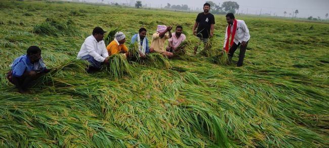 అకాల వర్షంతో నేలకొరిగిన వరి పంటలు – రైతులను ప్రభుత్వం ఆదుకోవాలి  నష్టపోయిన పంటలను వ్యవసాయ అధికారులతో సర్వే చేయించి రైతులకు పరిహారం అందించాలి: తెలంగాణ రాష్ట్ర రైతు సంఘం జిల్లా వర్కింగ్ ప్రెసిడెంట్ బంటు వెంకటేశ్వర్లు
