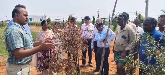 దానిమ్మ తోటల్లో ఎండు తెగులుపై శాస్త్రవేత్తలు పరిశీలన
