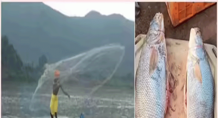 నెల సంపాదన ఒక్కరోజులో..జాలర్లకు చిక్కిన అరుదైన చేప