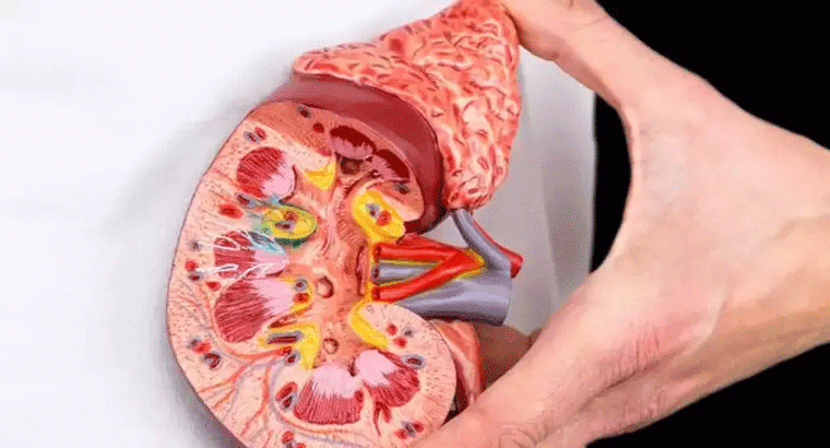 కొందరికి కిడ్నీ వ్యాధులు వచ్చే ప్రమాదం ఎక్కువ