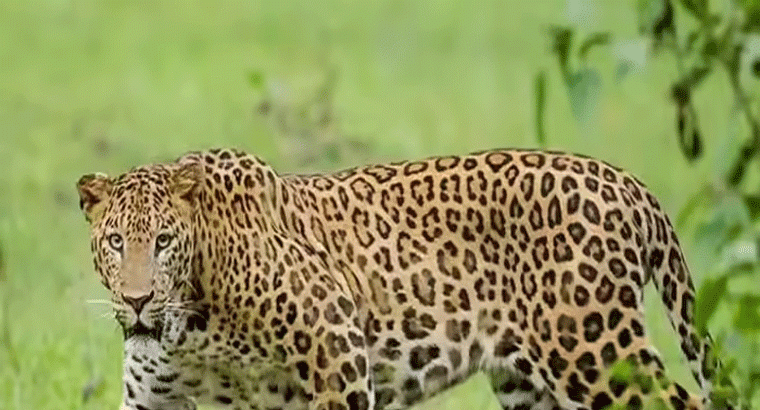 తులసి..చక్కవ వ్యాధి గ్రస్తులకు వరం అని చెప్పవచ్చు
