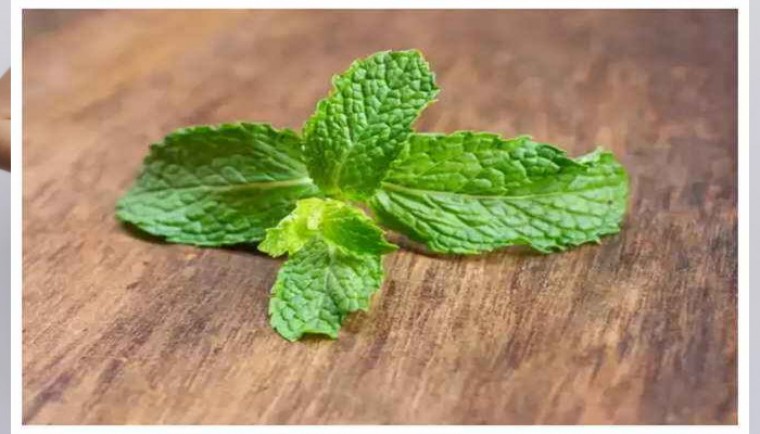 పుదీన ఓ దివ్య ఔషదం...వాటితో ఎన్నో ప్రయోజనాలు