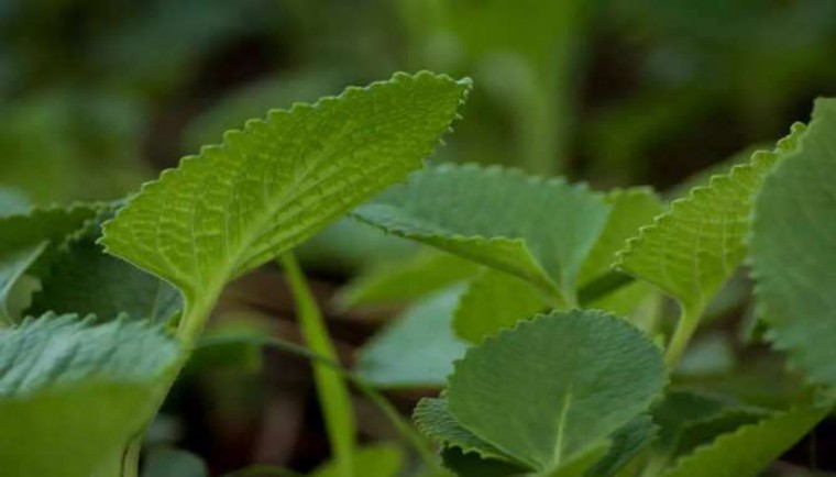 చక్కర నిల్వలను నియంత్రించే సత్తా వాము ఆకులో ఉందటా