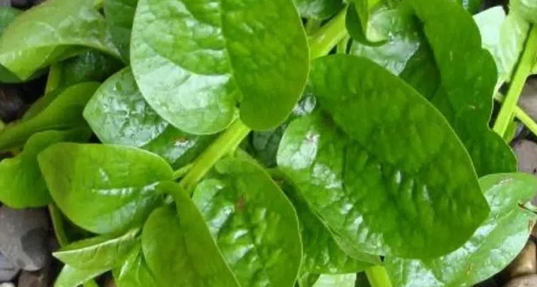 బచ్చలితో ఎన్నో ఆరోగ్య ప్రయోజనాలు
