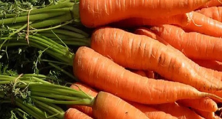 పచ్చి క్యారెట్ తింటే ఎన్ని ప్రయోజనాలు తెలుసా ?