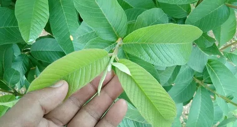 జామ ఆకులతో కలిగే ఆరోగ్య ప్రయోజనాలు
