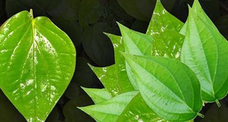 తమలపాకుతో లాభాలివే
