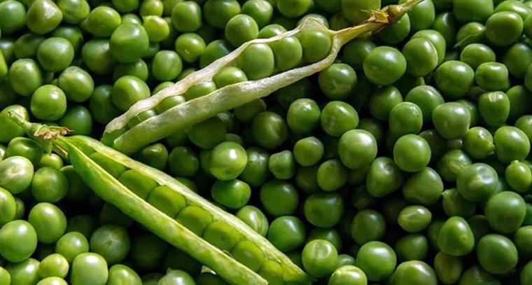 పచ్చి బఠానీలతో అద్భుత ఆరోగ్య ప్రయోజనాలు
