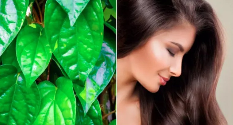 తమలపాకులతో జుట్టు రాలే సమస్యకు చెక్‌
