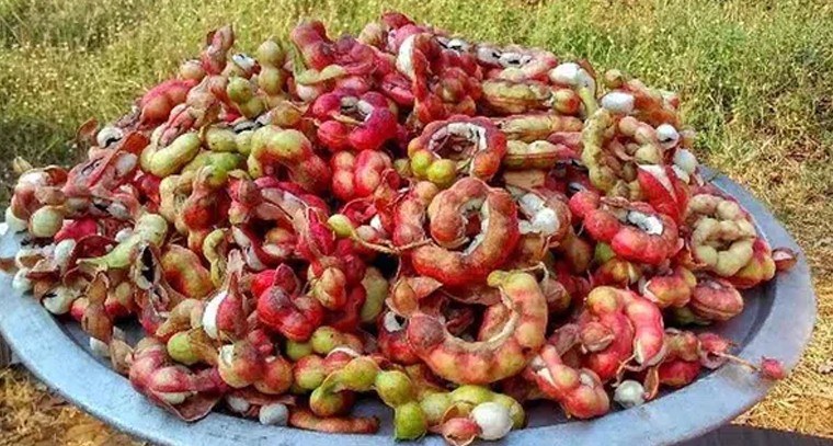 సీమ చింతకాయతో నోటి పూత దూరం
