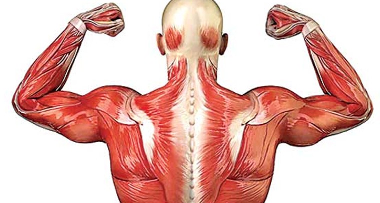 కండరాలను శక్తిగా చేసుకోండిలా