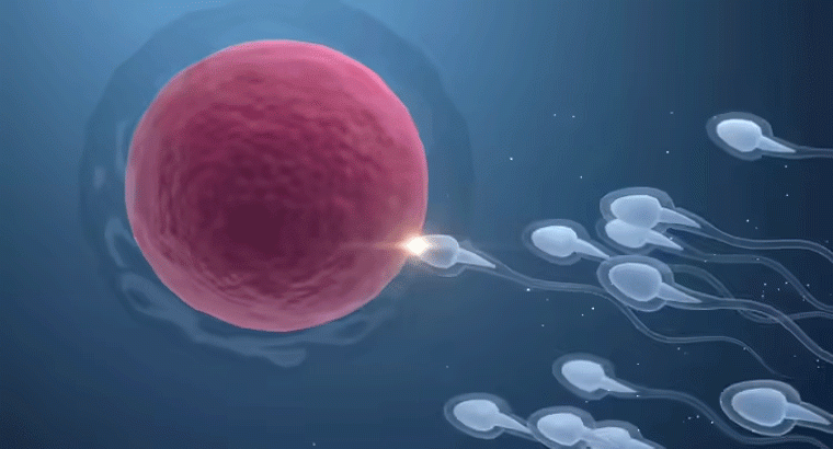 మగవారిలో శుక్రకణాల నాణ్యత పెరగడానికి ఐదు వెల్లుల్లి రెబ్బలు చాలు