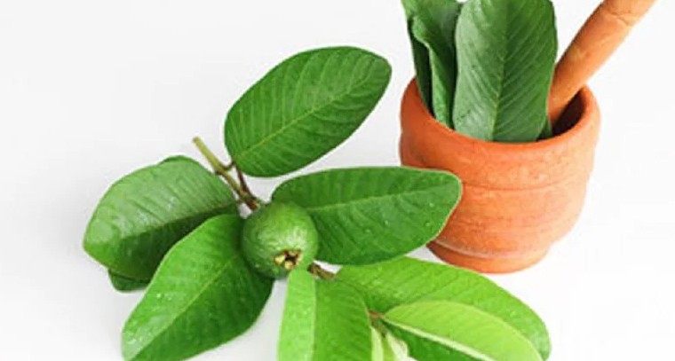 జామ ఆకులతో కలిగే ఆరోగ్య ప్రయోజనాలు