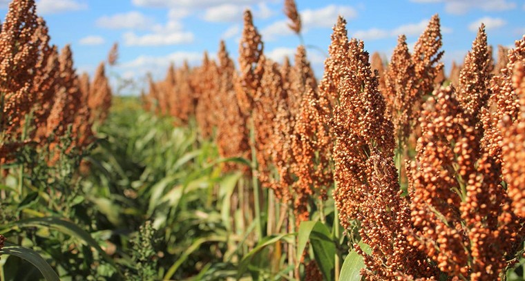 జొన్నల వల్ల కలిగే ఆరోగ్య ప్రయోజనాలు