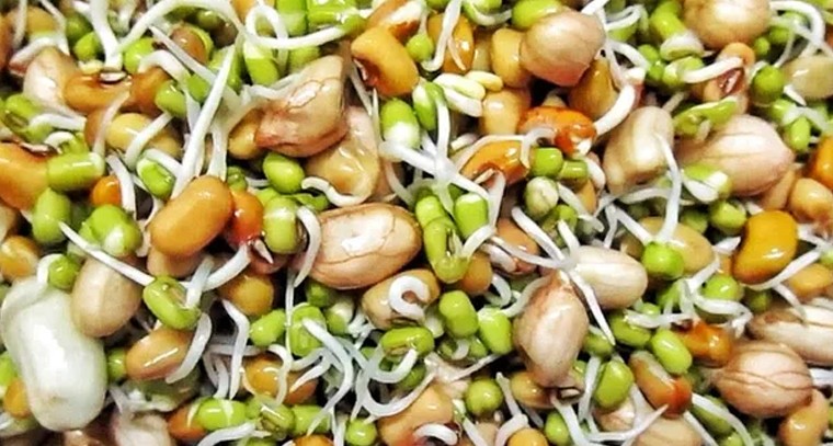 మొలకు తింటే ఆరోగ్యానికి మంచిదే!
