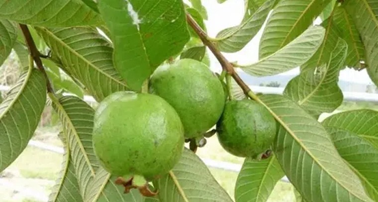 జామ ఆకులతో షుగర్ కంట్రోలవుతుందా?
