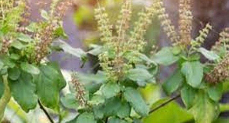 తులసితో ఎన్నో ఆరోగ్య లాభాలు
