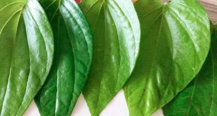 తమలపాకులతో కలిగే ఆరోగ్య ప్రయోజనాలివే
