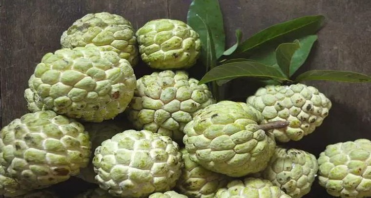 సీతాఫలంలో పుష్కలంగా పోషకాలు
