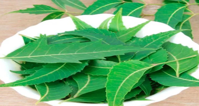 ఖాళీ కడుపుతో వేపాకు తింటే ఎన్నో ప్రయోజనాలు
