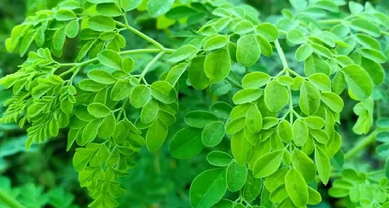 మునగాకుతో అద్భుత ఆరోగ్య ప్రయోజనాలు
