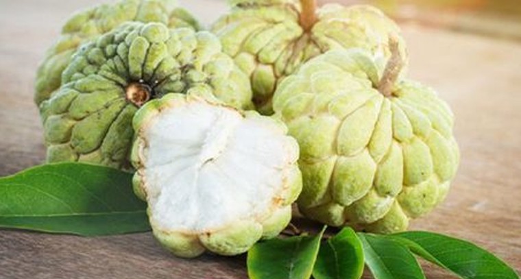 సీతాఫలం తింటే ఎన్నో ఆరోగ్య ప్రయోజనాలు
