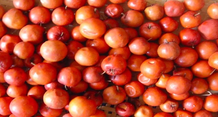 రేగుపండ్లతో అనేక ఆరోగ్య ప్రయోజనాలు
