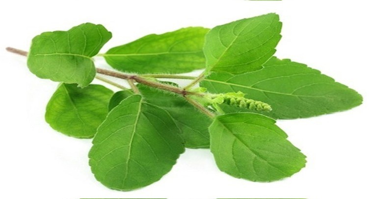 తులసి ఆకులతో ఎన్నో ప్రయోజనాలు
