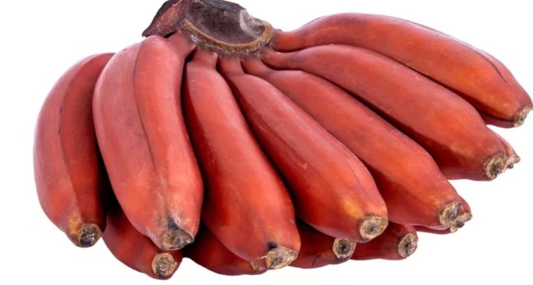 ఎర్ర అరటిపండు తినడం వల్ల కలిగే ప్రయోజనాలు