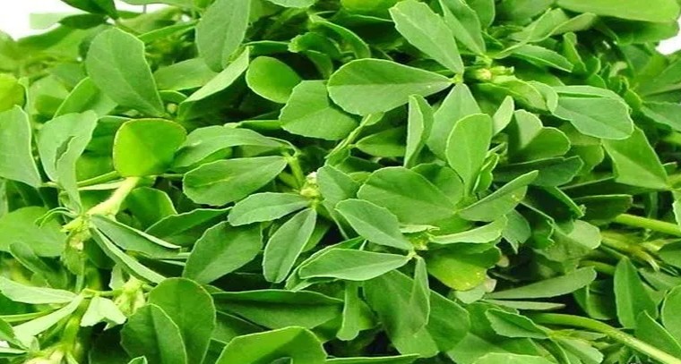 మెంతి కూరతో కలిగే ఆరోగ్య ప్రయోజనాలివే
