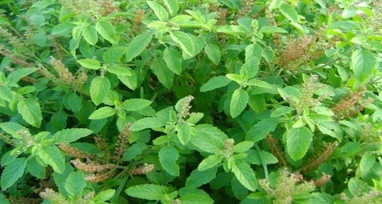 తుల‌సి వ‌ల్ల క‌లిగే ప్ర‌యోజ‌నాలు 
