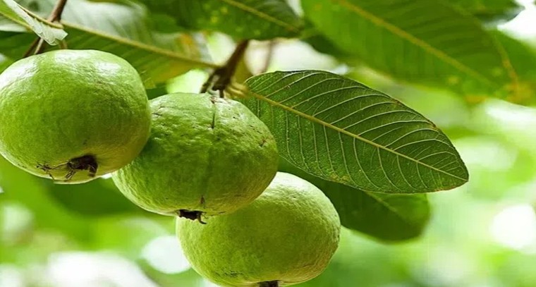 జామకాయ తింటే ఇన్ని ఉపయోగాలా..?
