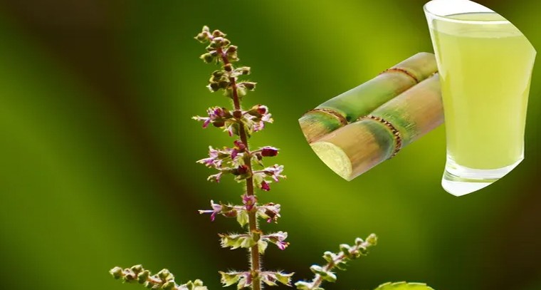 తులసి నీరుతో అద్భుత లాభాలు
