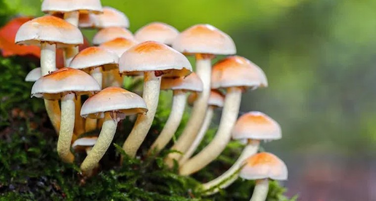 పుట్టగొడుగులతో మరిన్ని ఆరోగ్యప్రయోజనాలు
