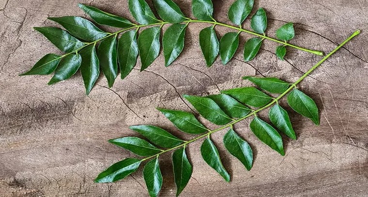 కరివేపాకుతో ఆరోగ్య ప్రయోజనాలివే
