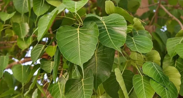 రావి చెట్టు నీడ ఇంటి మీద పడితే ప్రమాదమా?
